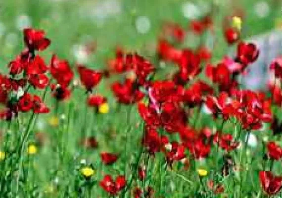 دشت سوسن ایذه