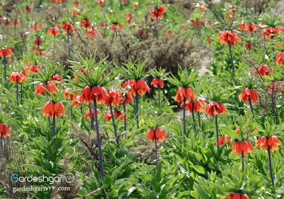 دشت لاله های واژگون