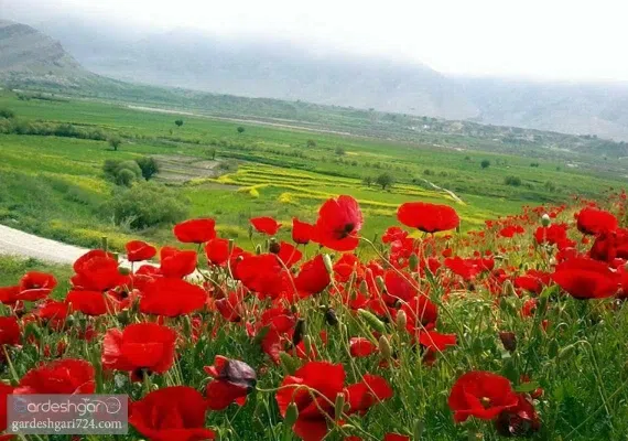 دشت سوسن ایذه