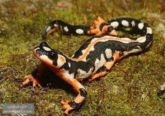 منطقه شکار ممنوع شو و لندر