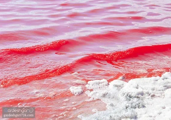 لیپار، دلربای صورتی ایران