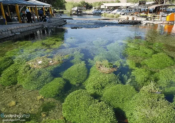 چشمه دیمه