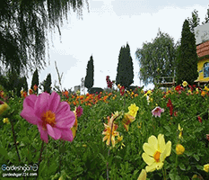 پارک تخم مرغی ارومیه