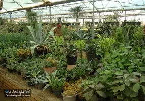 گلستان های محلات