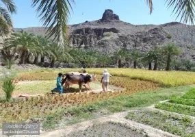 روستای تخت ملک نیک شهر