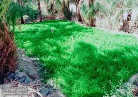 روستای تخت ملک نیک شهر