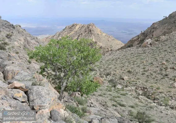 حیات وحش بیرک، زیستگاه پلنگ ایرانی