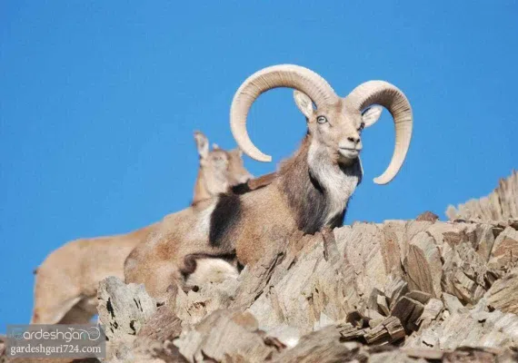 حیات وحش بیرک، زیستگاه پلنگ ایرانی