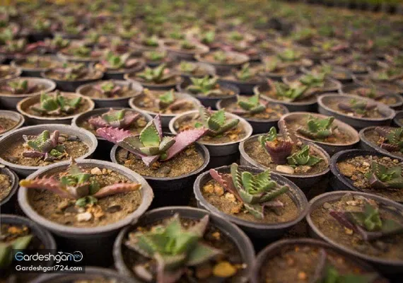 گلستان های محلات