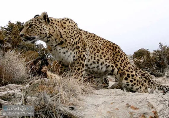 حیات وحش بیرک، زیستگاه پلنگ ایرانی