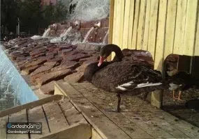 باغ پرندگان