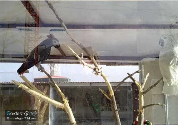 باغ پرندگان
