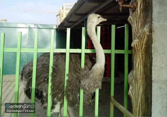 باغ پرندگان