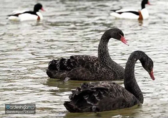 باغ پرندگان