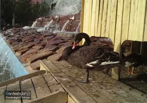 باغ پرندگان