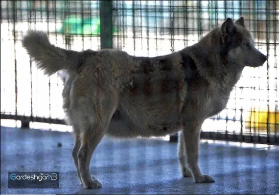 باغ وحش وکیل آباد مشهد