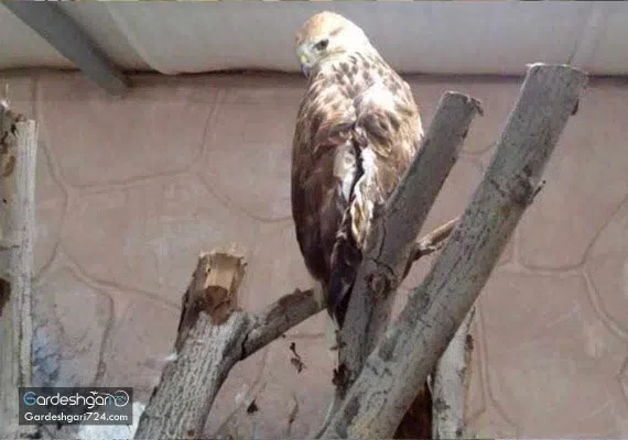 باغ پرندگان