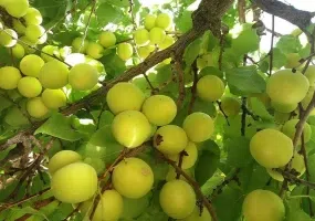 تنگه گنجه ای کجاست