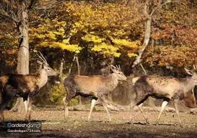 پارک جنگلی قرق