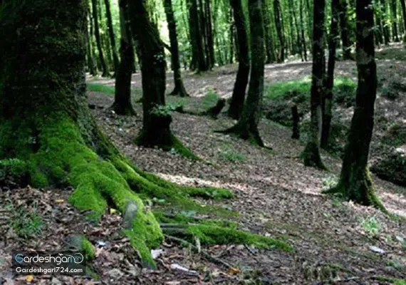 پارک جنگلی کردکوی، منطقه جنگلی پلنگ پا با آبشاری خزه ای