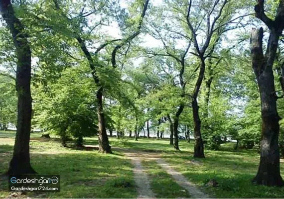 پارک جنگلی قرق