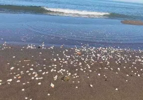پلاژ ساحلی متل قو