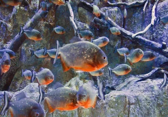 آکواریوم اصفهان