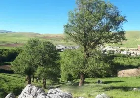 دالاهو