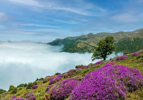 جنگل ابر شاهرود