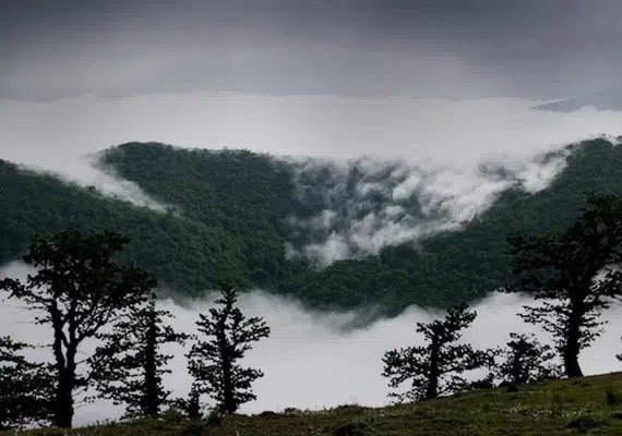 جنگل ابر شاهرود