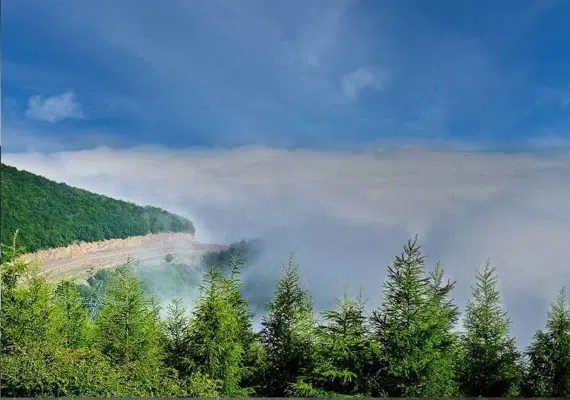 جنگل ابر شاهرود