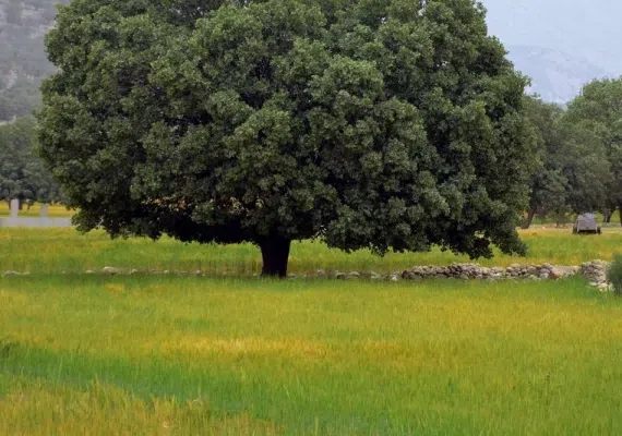 دشت ارژن شیراز