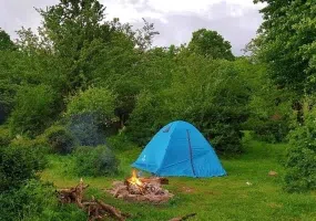 جنگل الیمستان