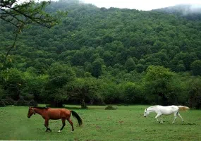 جنگل الیمستان