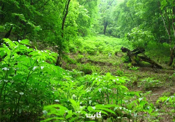 جنگل الیمستان