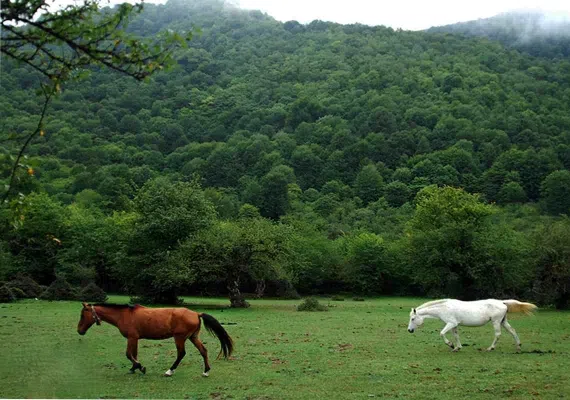 جنگل الیمستان