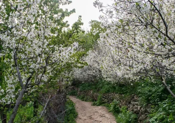 روستای آهار