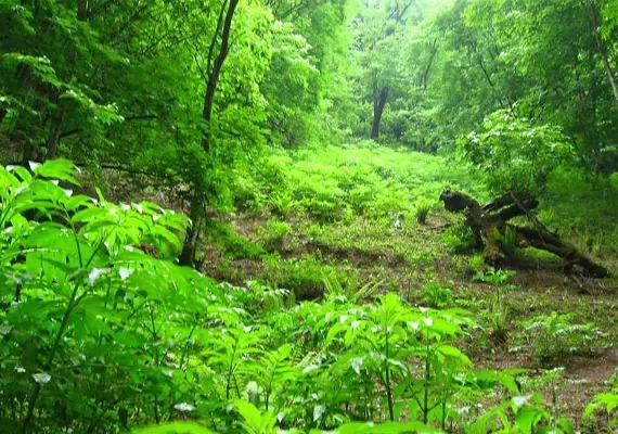 جنگل الیمستان