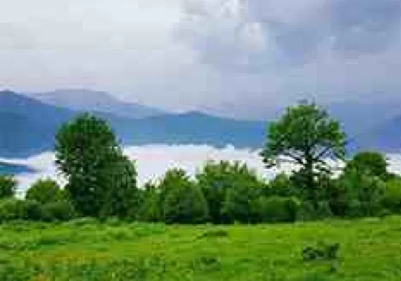 جنگل الیمستان