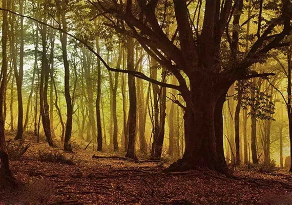 جنگل الیمستان