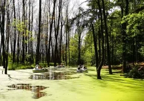 پارک جنگلی گیسوم از جاذبه های طبیعی گیلان|عکس و آدرس