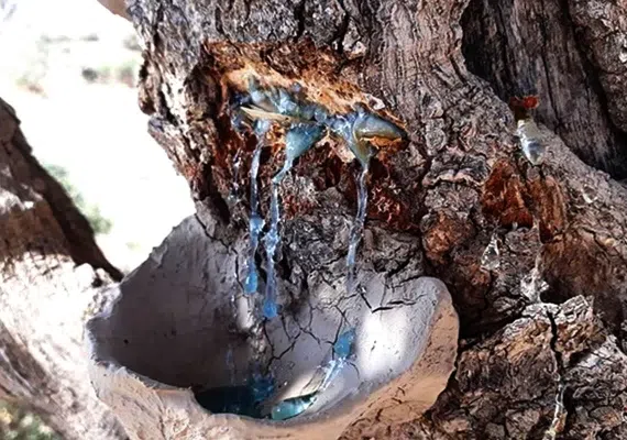 سوغات سنندج، سوغاتی شیرین که حتما باید امتحان کنید | لیست کامل + عکس